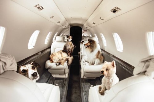 Transporte de animales en cabina de pasajeros (PETC- Pet in cabin)